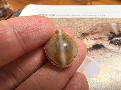 Seulocia latirostrata