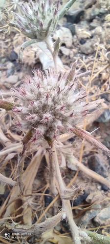 lesser globe thistle, spiny-scale globe thistle