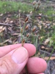 Fimbristylis ferruginea