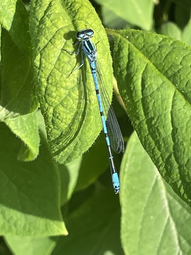 Azure Damselfly