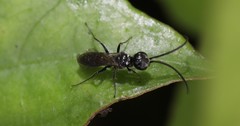 Dolichurus