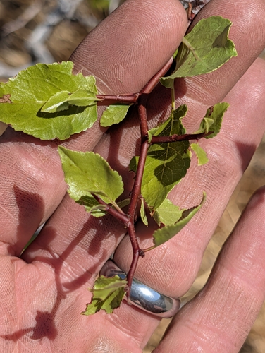 Prunus fremontii, photograph 5