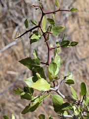Prunus fremontii, photograph (c) Jason Schock, some rights reserved (CC BY)