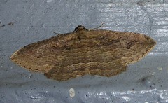 Austrocidaria
