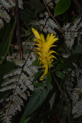 Aphelandra chamissoniana