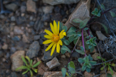 Chaetanthera schroederi