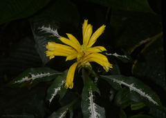 Aphelandra chamissoniana