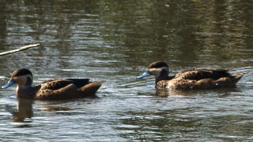 iNaturalist image