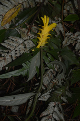 Aphelandra chamissoniana