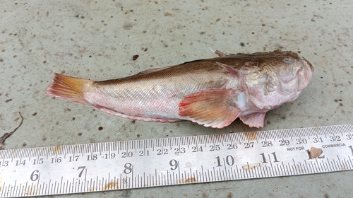 Verwante sterrenkijker (Uranoscopus cognatus) — Uranoscopidae — 3