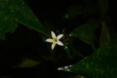 Psychotria suterella