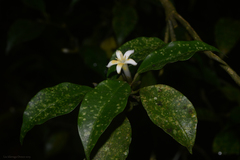 Psychotria suterella