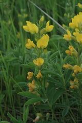 Thermopsis lanceolata