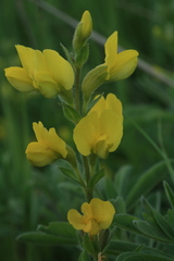 Thermopsis lanceolata