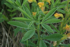 Thermopsis lanceolata