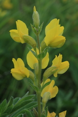 Thermopsis lanceolata