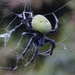 Araña del Limonero - Photo (c) edu_bal, algunos derechos reservados (CC BY-NC), subido por edu_bal