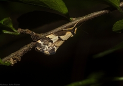 Philenora chionastis