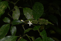 Psychotria suterella