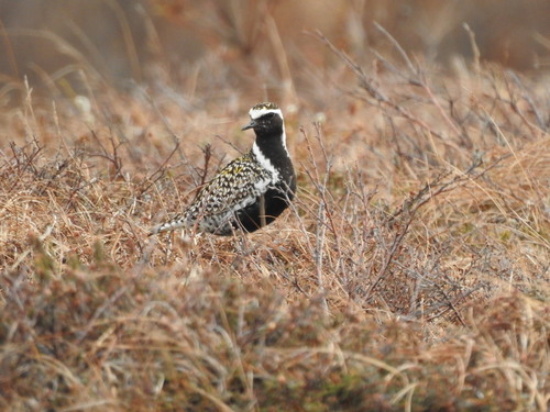iNaturalist image