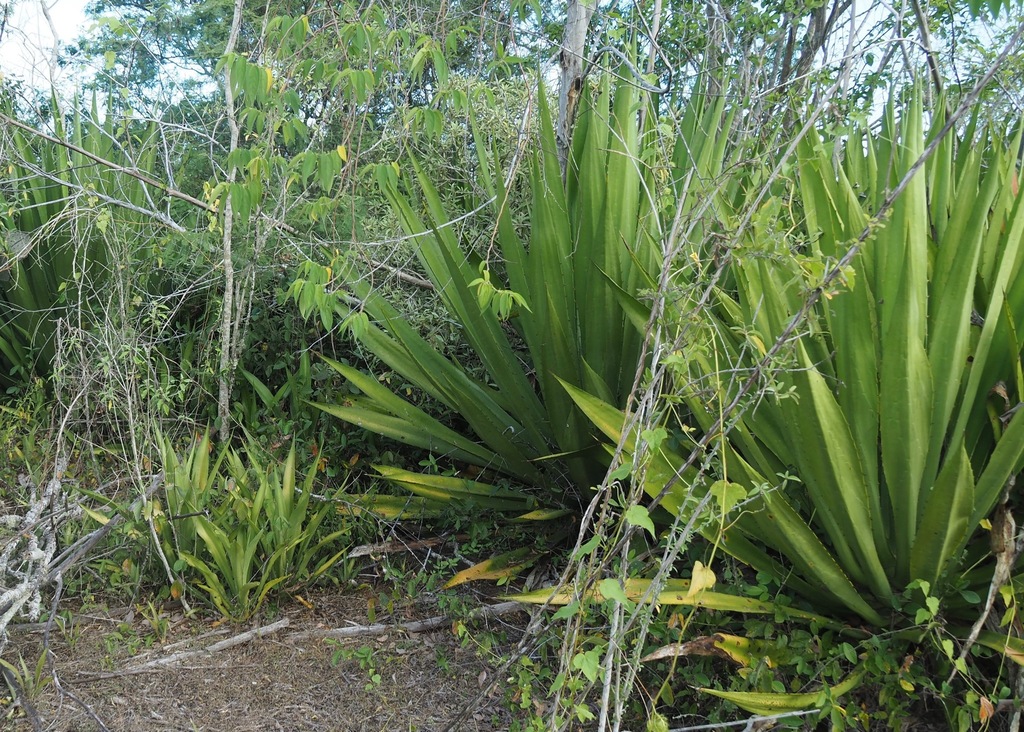 Furcraea hexapetala, Isabela, Ecuador