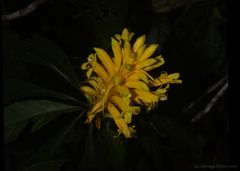 Aphelandra chamissoniana