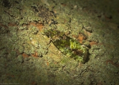 Sorolopha delochlora