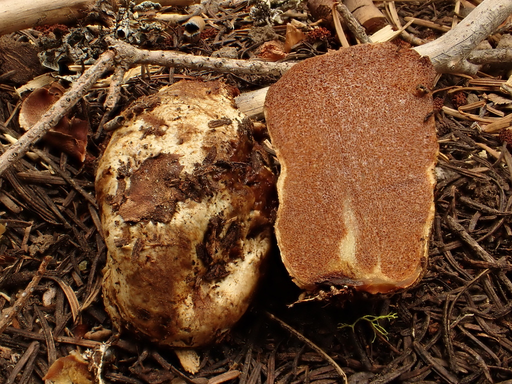 Phlegmacium sublilacinum · May 2026 · photo: Photo: (c) reagan peschke, some rights reserved (CC BY) · iNaturalist