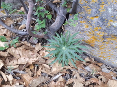 Psacalium peltigerum