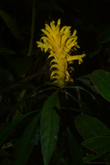 Aphelandra chamissoniana