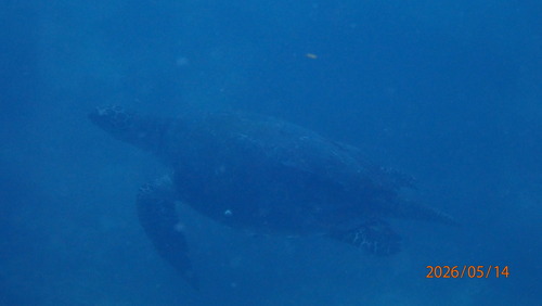 Hawksbill Sea Turtle