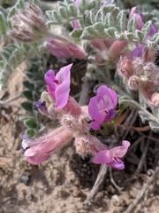 Astragalus inflexus