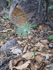 Psacalium peltigerum