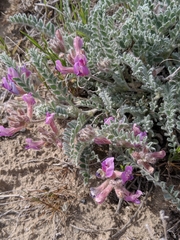 Astragalus inflexus
