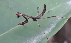 Stagmomantis carolina