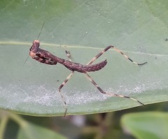 Stagmomantis carolina
