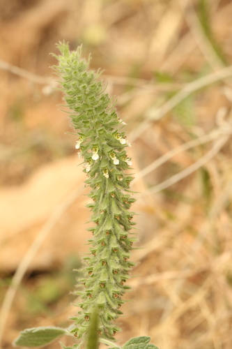 Teucrium lamiifolium, photograph 2