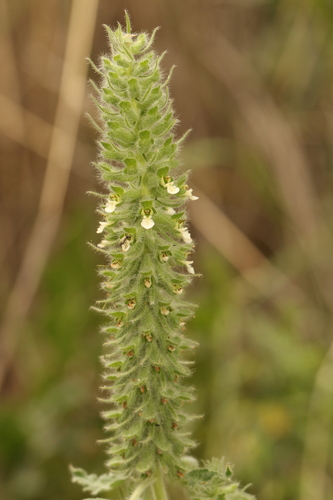 Teucrium lamiifolium, photograph 1