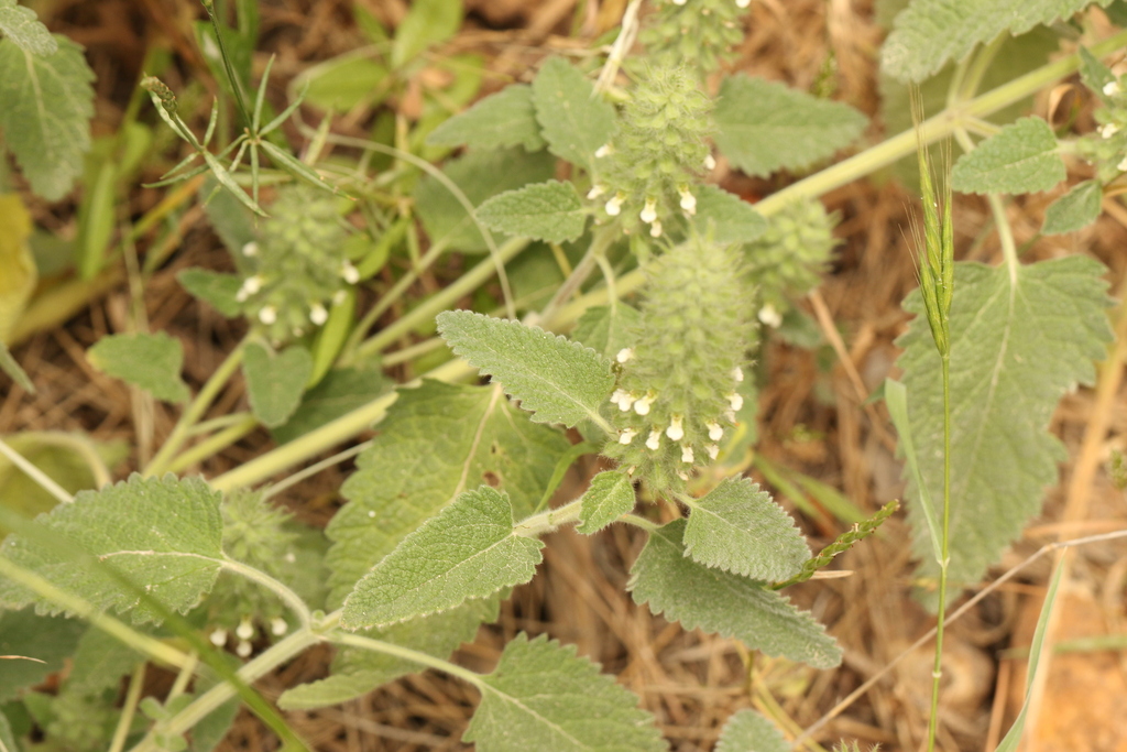 Teucrium lamiifolium; photograph (c) Chaym Turak, some rights reserved (CC BY-SA)