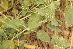 (c) Chaym Turak, some rights reserved (CC BY-SA) Teucrium lamiifolium, photograph (c) Chaym Turak, some rights reserved (CC BY-SA)
