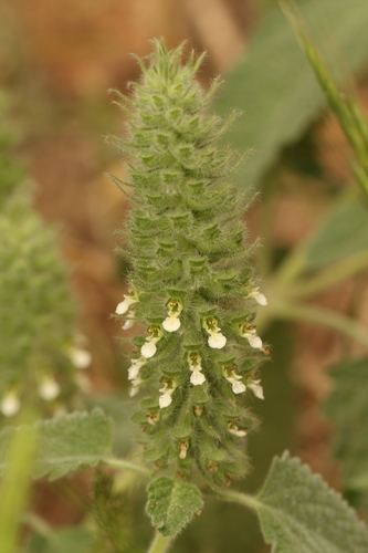 Teucrium lamiifolium, photograph 3