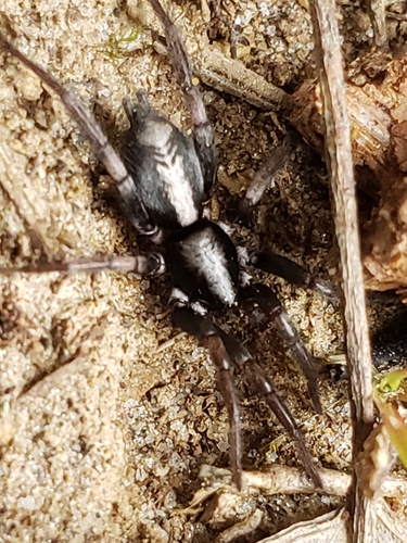 Eastern Parson Spider photo 4