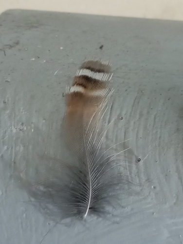 Plume de Râle des genêts