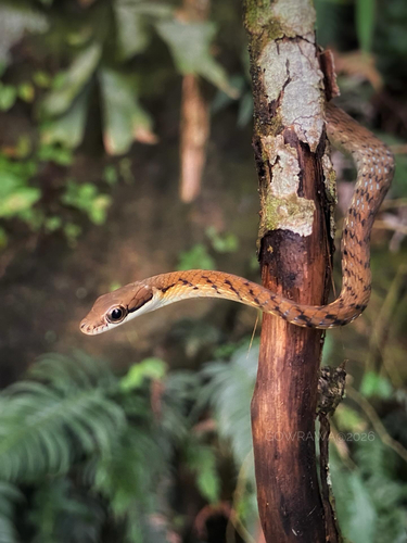 Stripe-Tailed Bronzeback