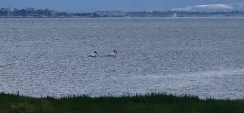 Dalmatian Pelican