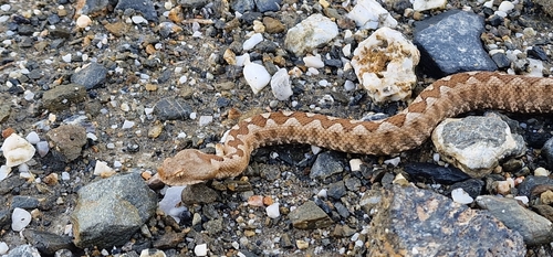 Nose-horned Viper