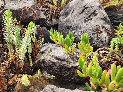 Carpobrotus virescens