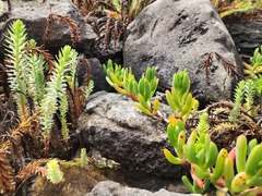 Carpobrotus virescens