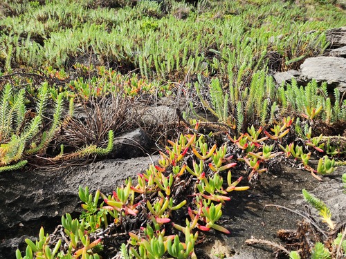 Carpobrotus virescens, photograph 1