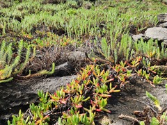 Carpobrotus virescens, photograph (c) Carmon, some rights reserved (CC BY-SA)
